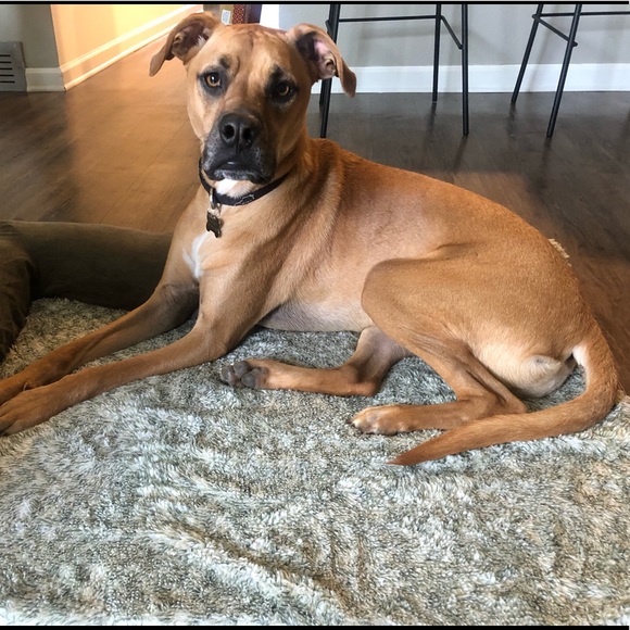 Meet your Posher, Taylor! 💓🍯 - Picture 5 of 6